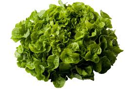 Bio eikenbladsalade 1 stuk